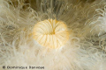   Frilled Anemone Metridium senile  